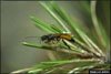 Sirex Wood Wasp